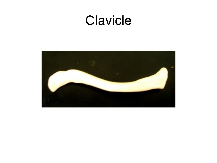 Clavicle 