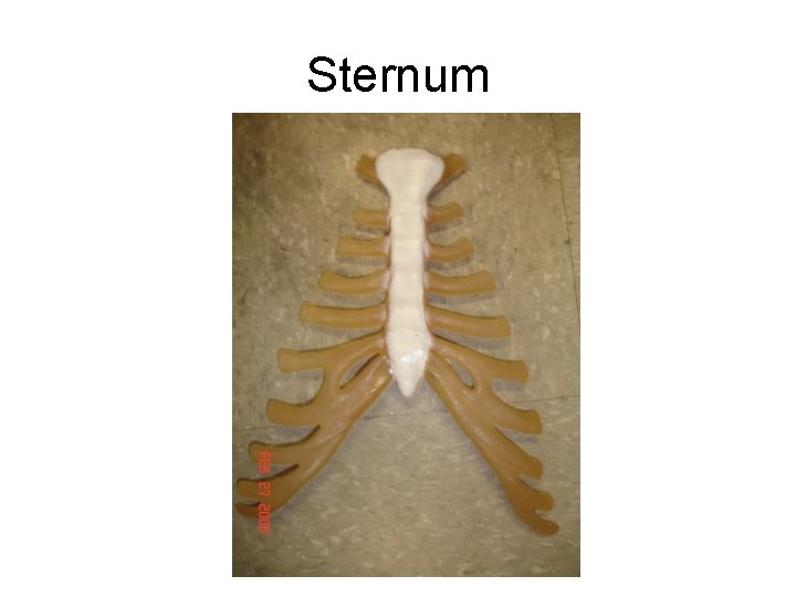Sternum 
