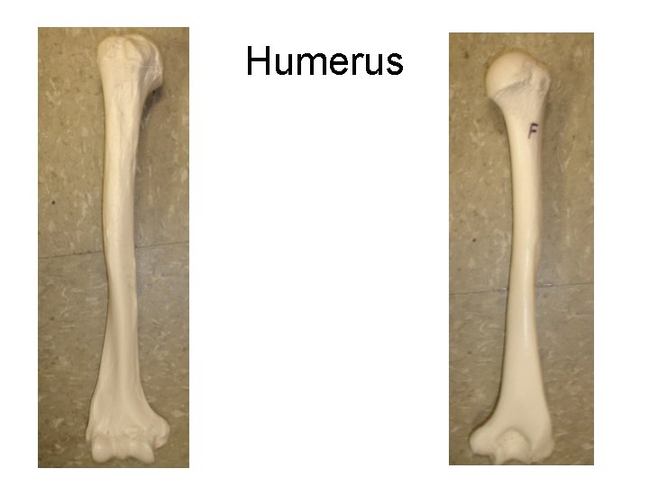 Humerus Right Anterior Humerus Right Posterior Humerus 