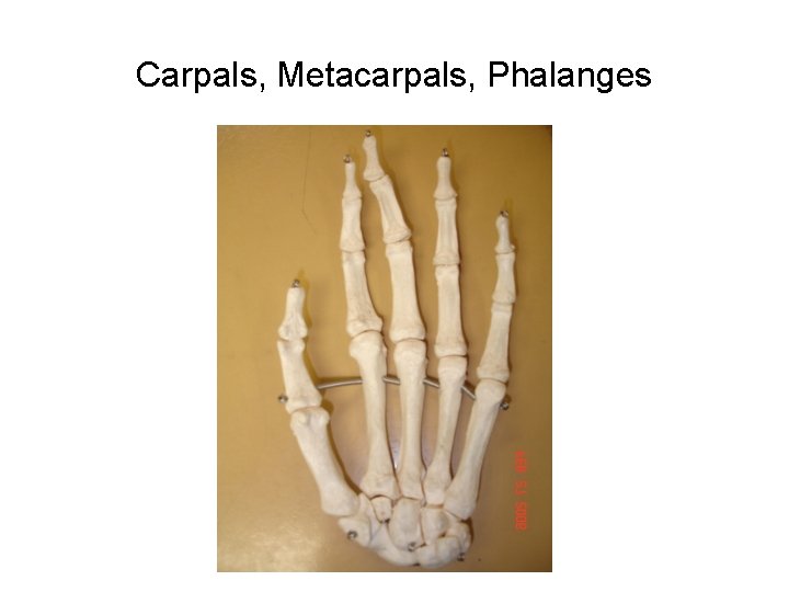 Carpals, Metacarpals, Phalanges 