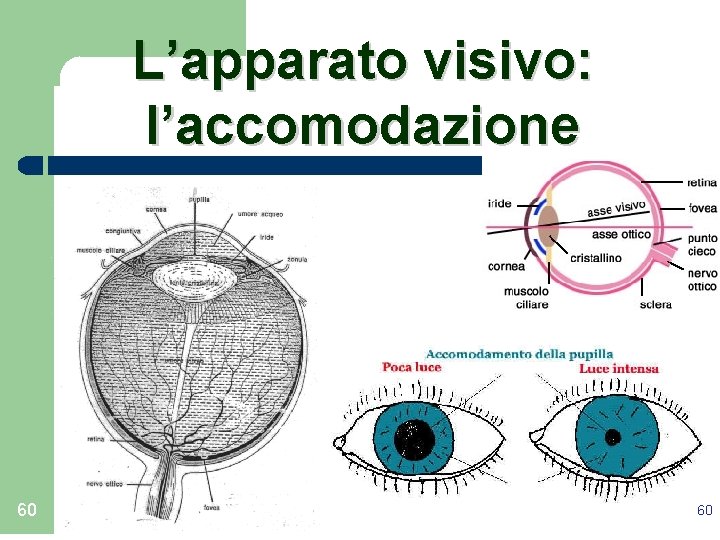 L’apparato visivo: l’accomodazione 60 60 