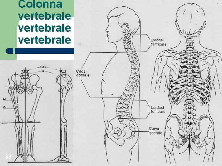 Colonna vertebrale 68 
