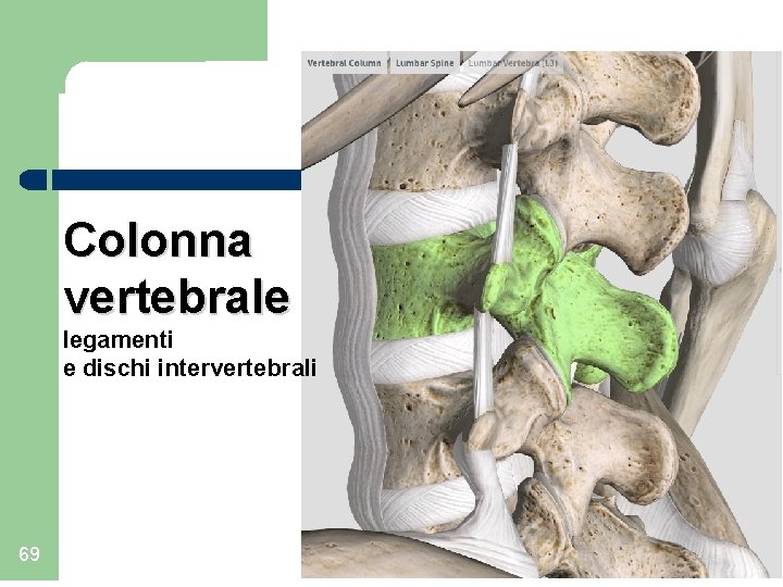  Colonna vertebrale legamenti e dischi intervertebrali 69 