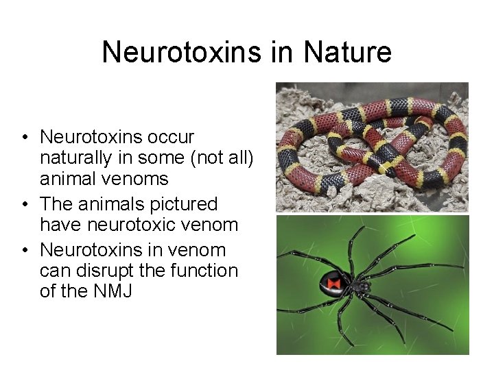 Neurotoxins in Nature • Neurotoxins occur naturally in some (not all) animal venoms •