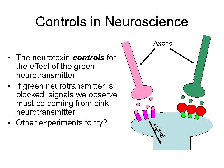 Controls in Neuroscience Axons l na sig • The neurotoxin controls for the effect