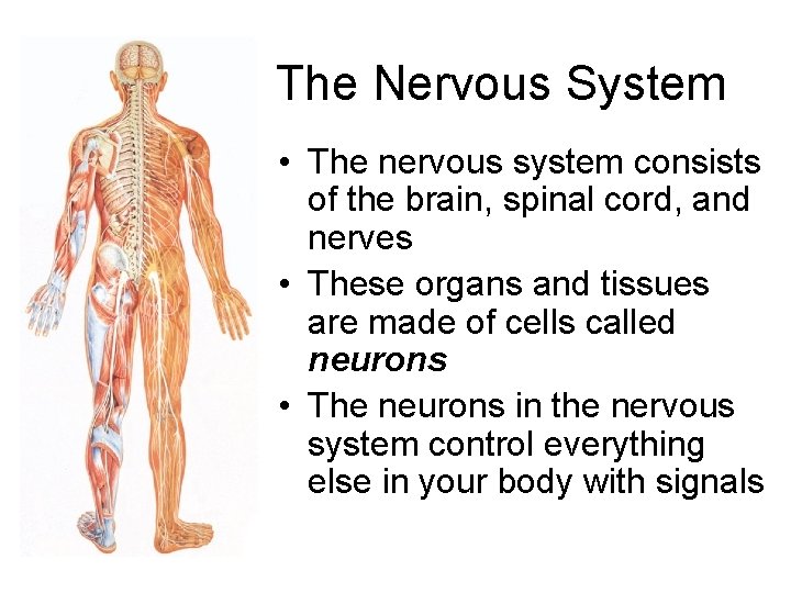 The Nervous System • The nervous system consists of the brain, spinal cord, and