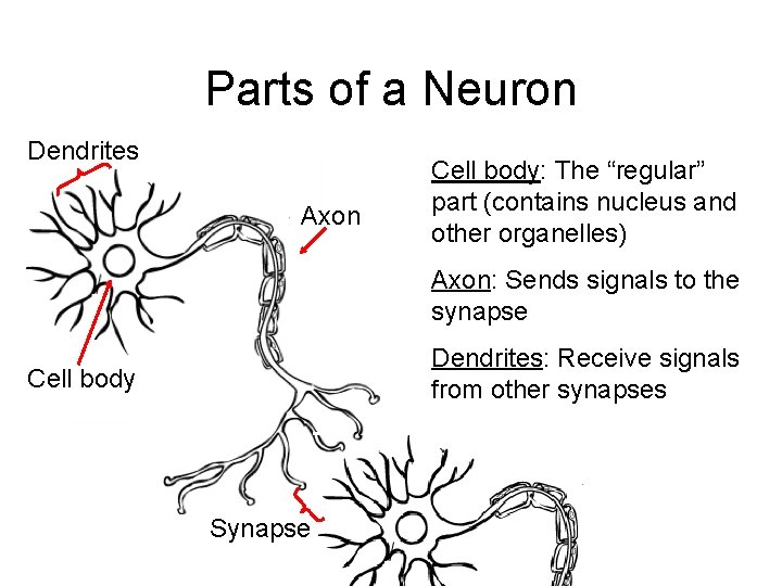 Parts of a Neuron Dendrites Axon Cell body: The “regular” part (contains nucleus and