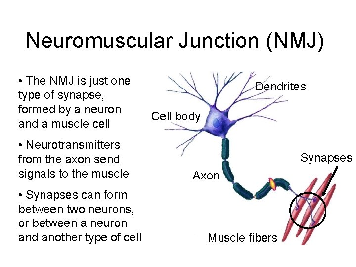 Neuromuscular Junction (NMJ) • The NMJ is just one type of synapse, formed by