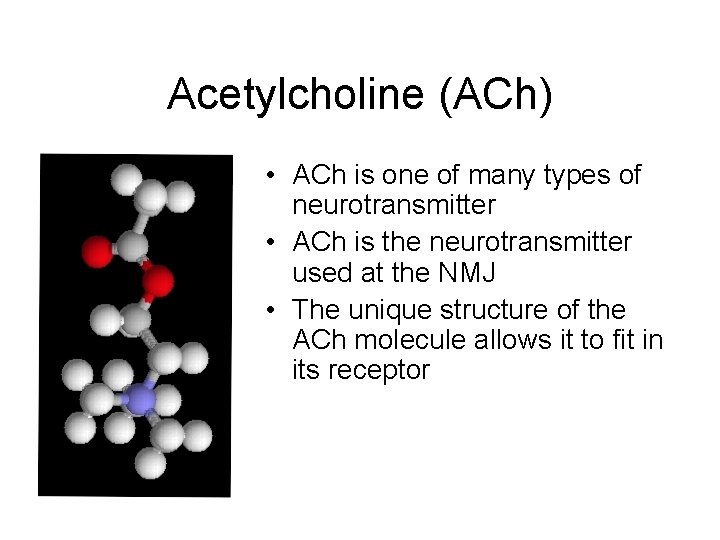 Acetylcholine (ACh) • ACh is one of many types of neurotransmitter • ACh is