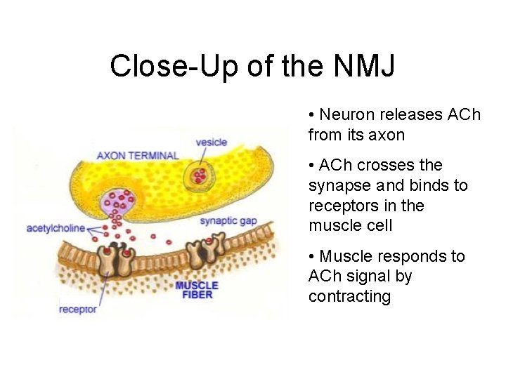 Close-Up of the NMJ • Neuron releases ACh from its axon • ACh crosses