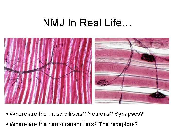 NMJ In Real Life… • Where are the muscle fibers? Neurons? Synapses? • Where