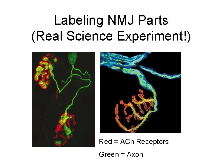 Labeling NMJ Parts (Real Science Experiment!) Red = ACh Receptors Green = Axon 