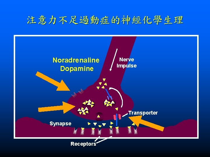 注意力不足過動症的神經化學生理 Noradrenaline Dopamine Nerve Impulse Transporter Synapse Receptors 