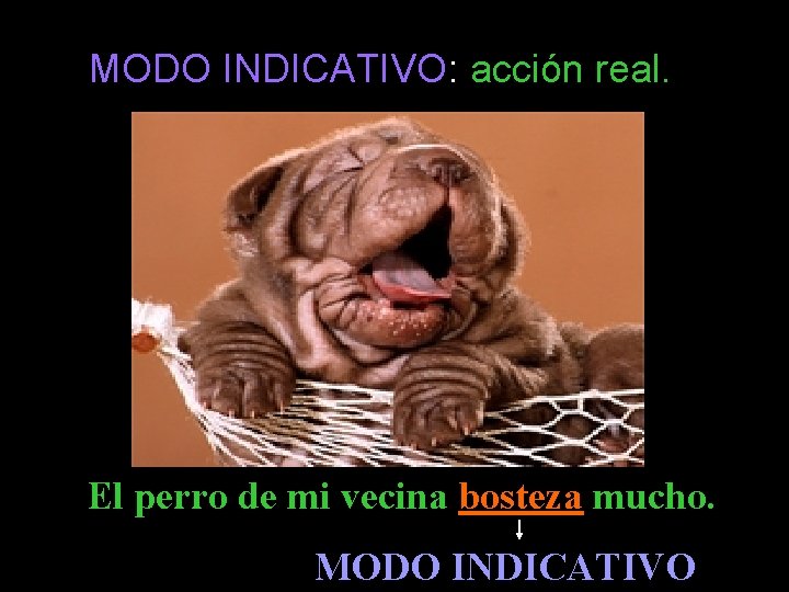 MODO INDICATIVO: acción real. El perro de mi vecina bosteza mucho. MODO INDICATIVO 