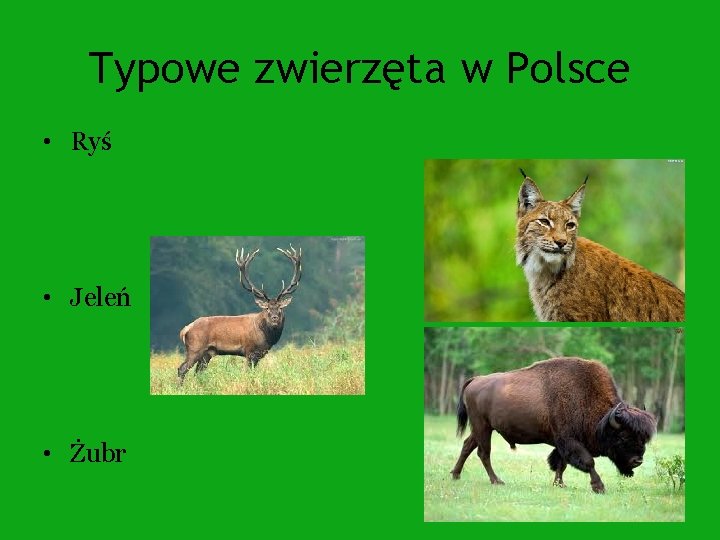 Typowe zwierzęta w Polsce • Ryś • Jeleń • Żubr 