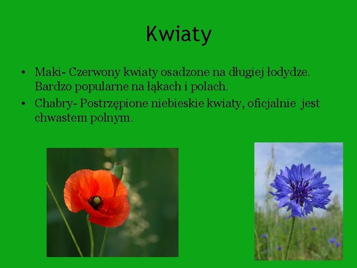 Kwiaty • Maki- Czerwony kwiaty osadzone na długiej łodydze. Bardzo popularne na łąkach i