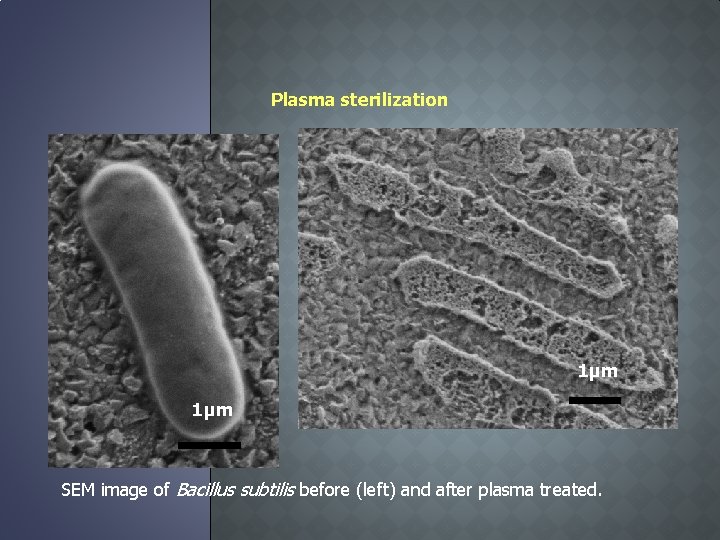 Plasma sterilization 1μm SEM image of Bacillus subtilis before (left) and after plasma treated.