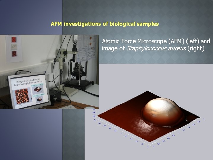 AFM investigations of biological samples Atomic Force Microscope (AFM) (left) and image of Staphylococcus