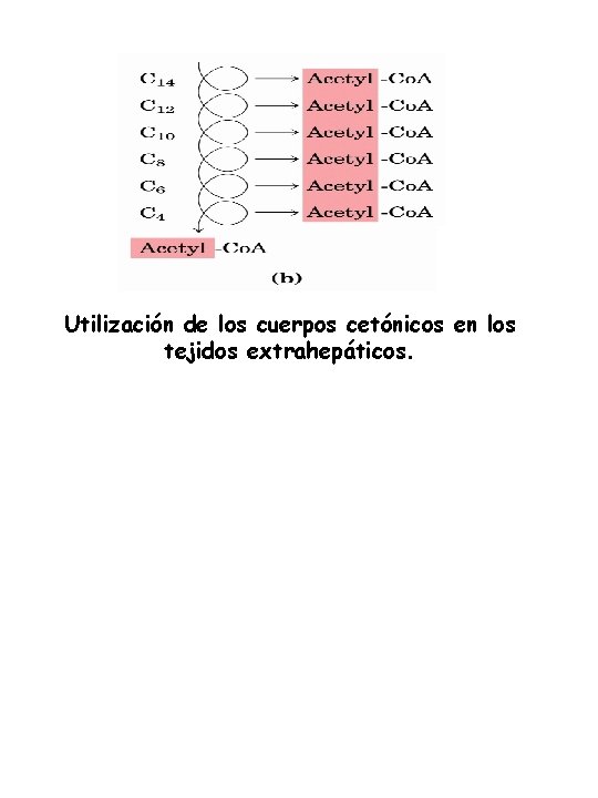 Utilización de los cuerpos cetónicos en los tejidos extrahepáticos. 