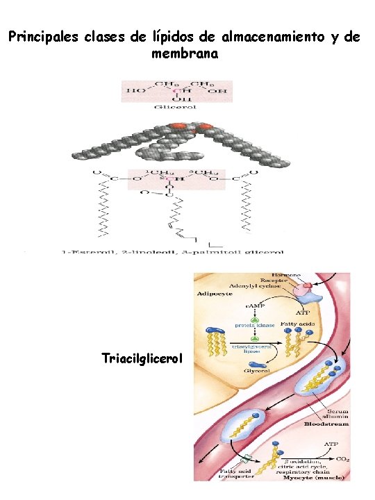 Principales clases de lípidos de almacenamiento y de membrana Triacilglicerol 