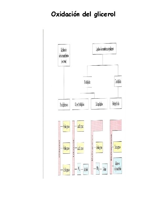 Oxidación del glicerol 