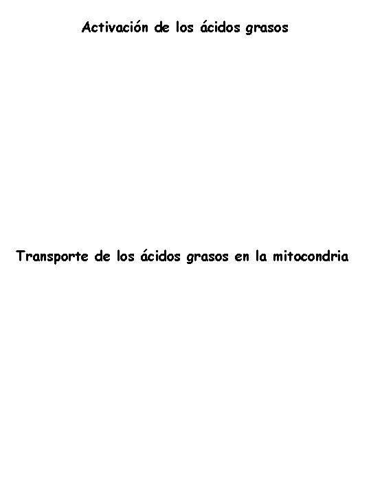 Activación de los ácidos grasos Transporte de los ácidos grasos en la mitocondria 