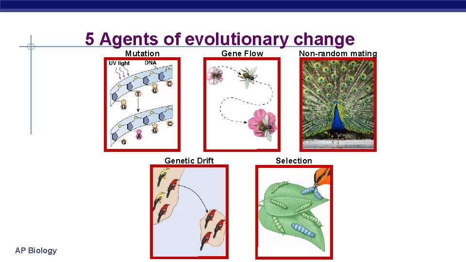 5 Agents of evolutionary change Mutation Gene Flow Genetic Drift AP Biology Non-random mating
