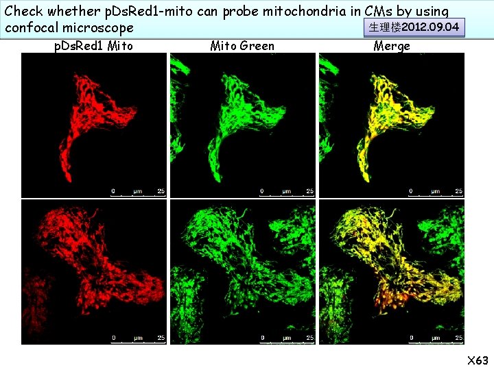 Check whether p. Ds. Red 1 -mito can probe mitochondria in CMs by using