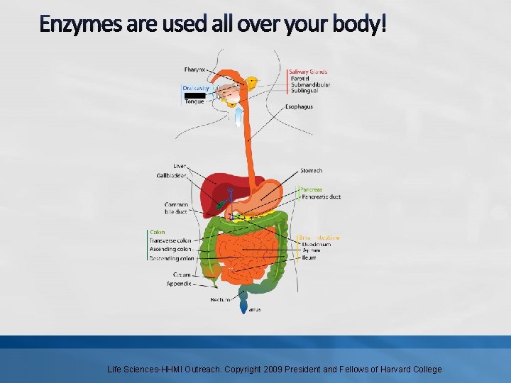 Enzymes are used all over your body! Life Sciences-HHMI Outreach. Copyright 2009 President and