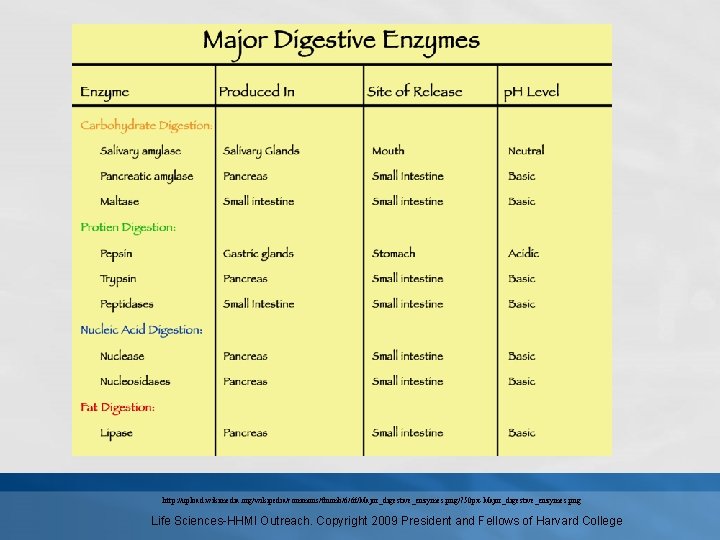 http: //upload. wikimedia. org/wikipedia/commons/thumb/6/6 f/Major_digestive_enzymes. png/750 px-Major_digestive_enzymes. png Life Sciences-HHMI Outreach. Copyright 2009 President
