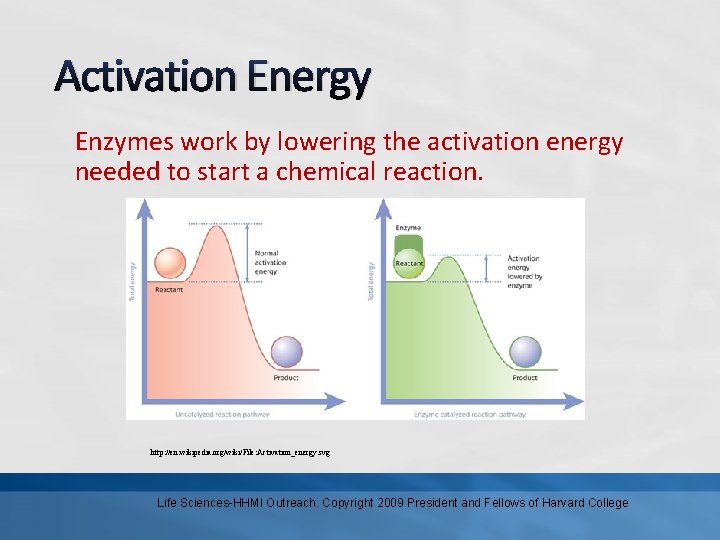 Activation Energy Enzymes work by lowering the activation energy needed to start a chemical
