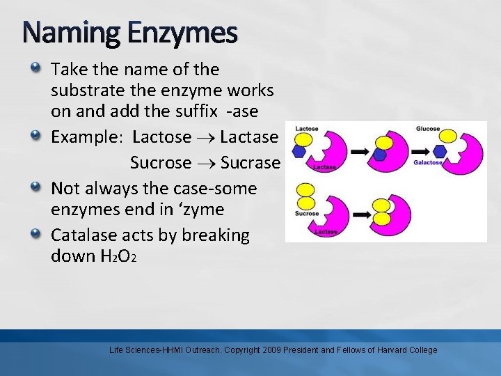 Naming Enzymes Take the name of the substrate the enzyme works on and add