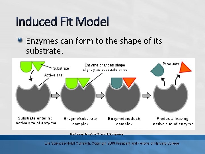 Induced Fit Model Enzymes can form to the shape of its substrate. http: //en.
