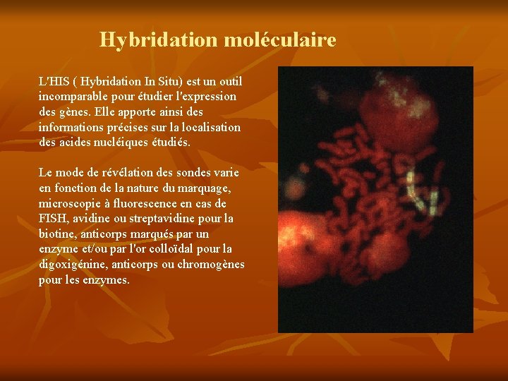 Hybridation moléculaire L'HIS ( Hybridation In Situ) est un outil incomparable pour étudier l'expression