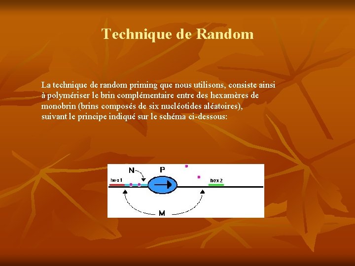 Technique de Random La technique de random priming que nous utilisons, consiste ainsi à