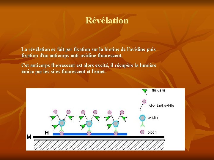 Révélation La révélation se fait par fixation sur la biotine de l'avidine puis fixation