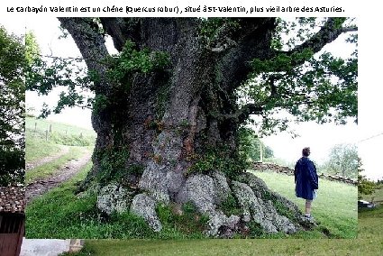 Le Carbayón Valentin est un chêne (Quercus robur) , situé à St-Valentin, plus vieil