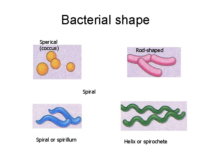 Bacterial shape Sperical (coccus) Rod-shaped Spiral or spirillum Helix or spirochete 