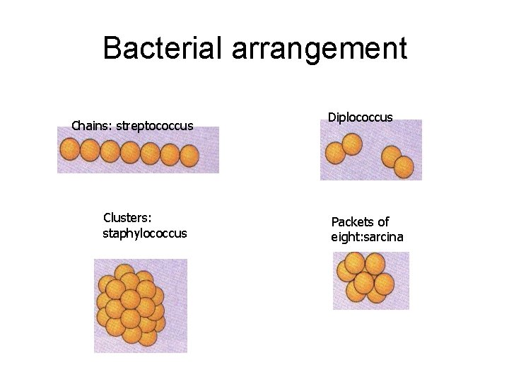 Bacterial arrangement Chains: streptococcus Clusters: staphylococcus Diplococcus Packets of eight: sarcina 