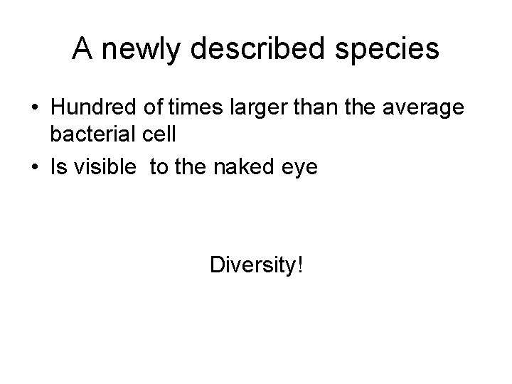 A newly described species • Hundred of times larger than the average bacterial cell