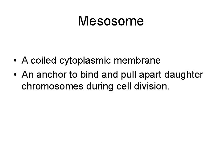 Mesosome • A coiled cytoplasmic membrane • An anchor to bind and pull apart