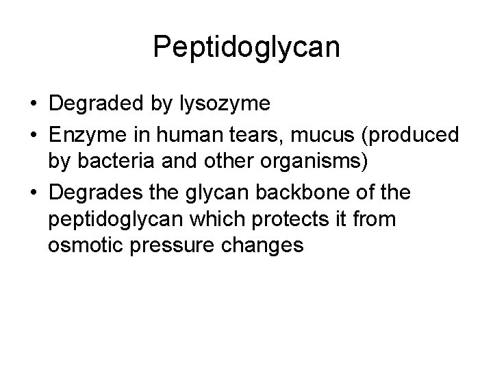 Peptidoglycan • Degraded by lysozyme • Enzyme in human tears, mucus (produced by bacteria