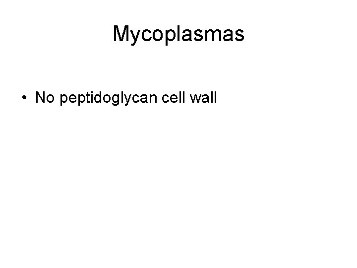 Mycoplasmas • No peptidoglycan cell wall 