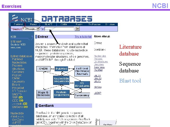 NCBI Exercises Literature database Sequence database Blast tool 