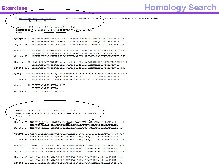 Exercises Homology Search 