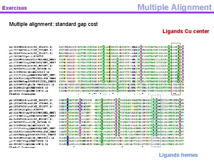 Exercises Multiple Alignment Multiple alignment: standard gap cost Ligands Cu center Ligands hemes 