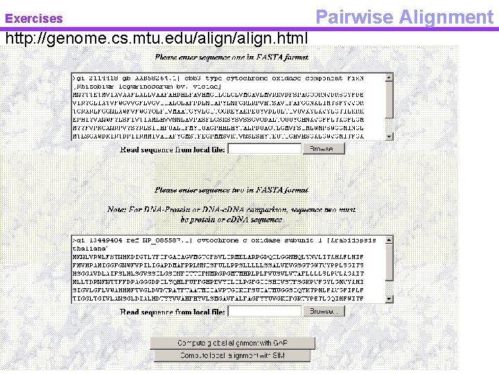 Exercises http: //genome. cs. mtu. edu/align. html Pairwise Alignment 