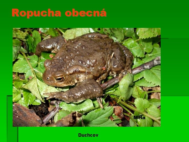 Ropucha obecná Duchcov 