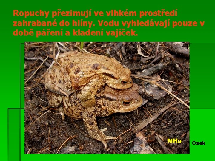 Ropuchy přezimují ve vlhkém prostředí zahrabané do hlíny. Vodu vyhledávají pouze v době páření