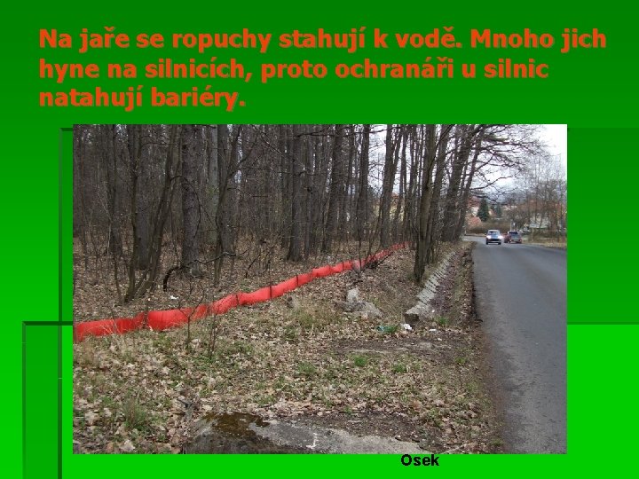 Na jaře se ropuchy stahují k vodě. Mnoho jich hyne na silnicích, proto ochranáři